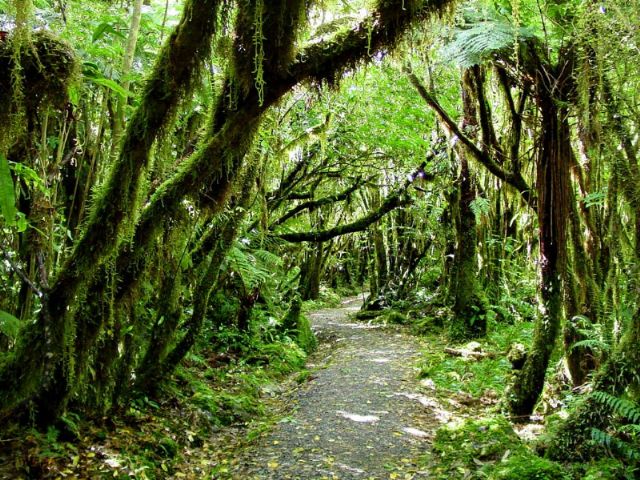 New Zealand rain forest