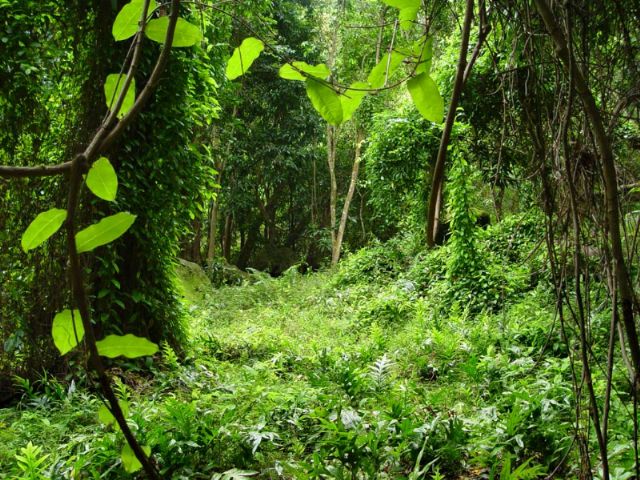 New Zealand rain forest