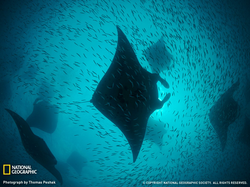 Manta Rays, Hanifaru Bay, Maldives