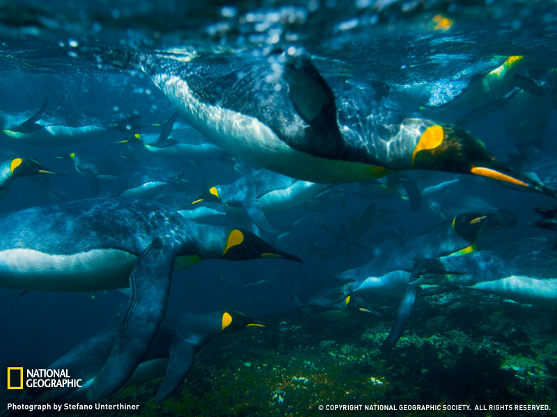 40 king penguins swimming 27 Striking High Resolution Photography 
Wallpapers From National Geographic