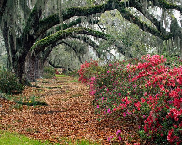 Azalea 25 Examples of Breathtaking Nature Photography