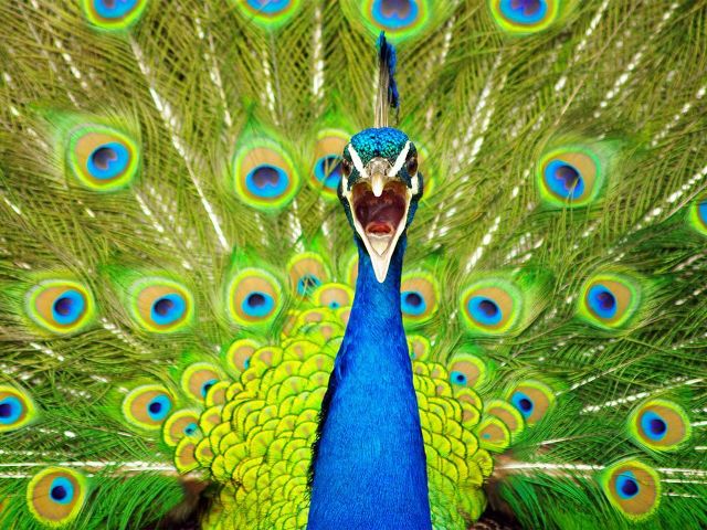 Peacock 27 Striking High Resolution Photography Wallpapers From 
National Geographic