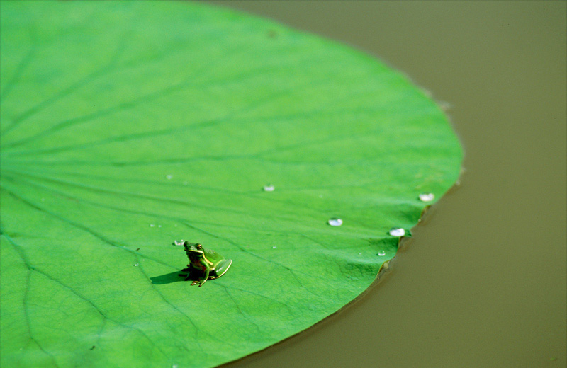 Frog on Lily Pad