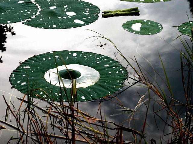 Lily Pads, Venetian Gardens