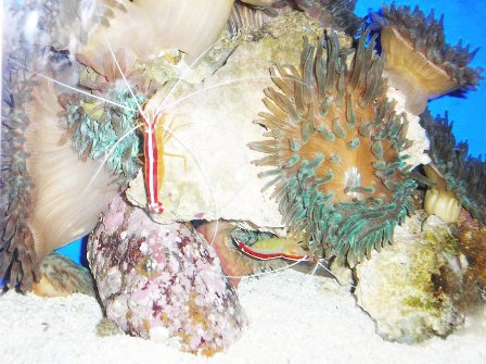 Behind The Glass by christyliu 40 Mind Blowing Coral Photography