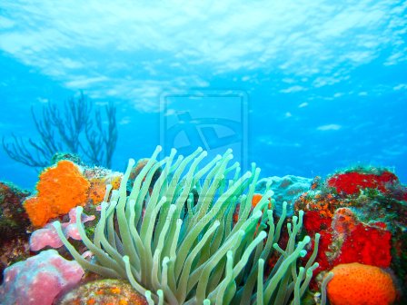 Caribbean Christmas Tree by Riannia 40 Mind Blowing Coral  Photography