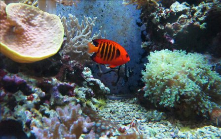 Orange Fish in a blue world by Midnight Cardinal 40 Mind Blowing  Coral Photography