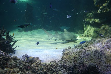 Sydney Aquarium 5 by jayderosalie 40 Mind Blowing Coral  Photography