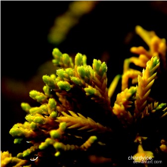 Under The Sea by Chardyice 40 Mind Blowing Coral Photography