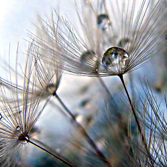 19-hdr-dandelion 19 hdr dandelion 40+ Fantastic HDR Photographs of 2010
