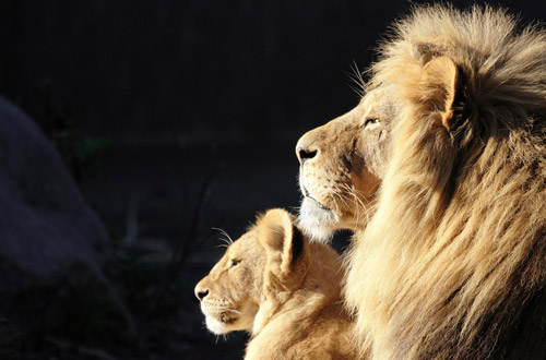 306713650 6e8e916b36 b 30 Beautiful Examples of Animal 
Photography