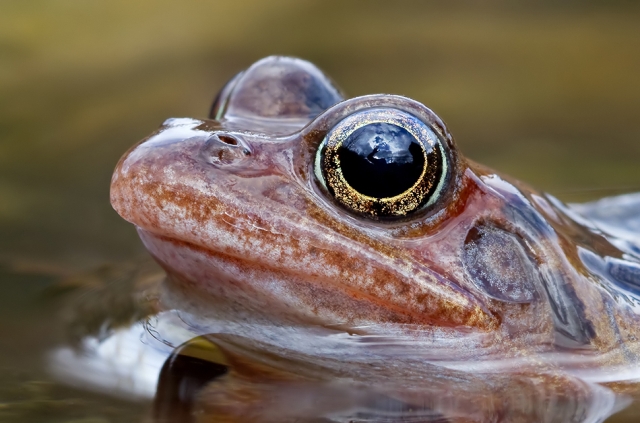 32527 30 Beautiful Examples of Animal Photography