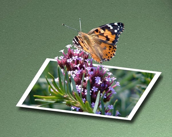 ButterFly 42 Outstanding Out of Bounds Photos 