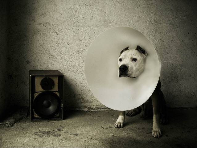beastie boy