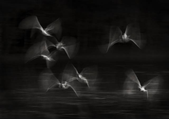 In my dreams, the angels fly..