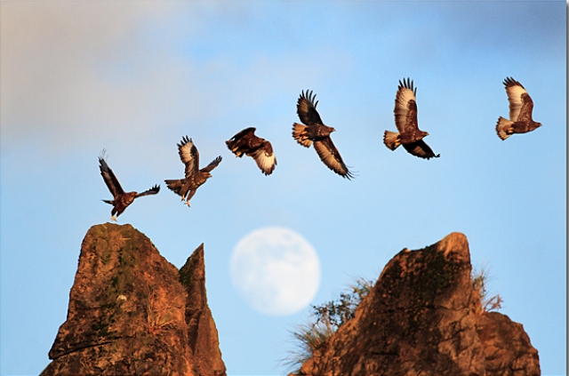 Fly Me to the Moon para Rafa 30 Beautiful Examples of Animal 
Photography