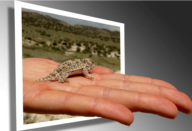 Frog 42 Outstanding Out of Bounds Photos 