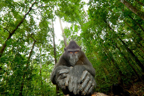 Wild life photography monkey 30 Beautiful Examples of Animal 
Photography