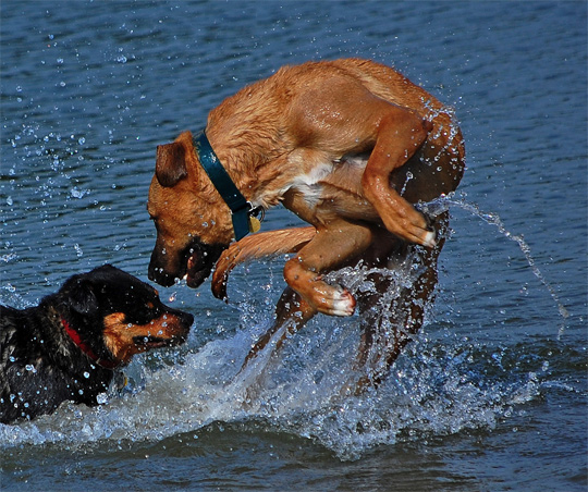 action pic 24 Incredible Examples of Action Photography 2010