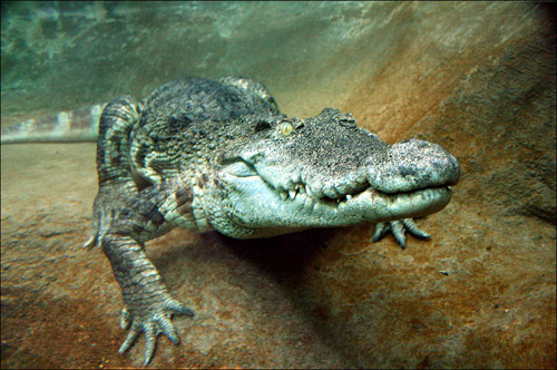 aligator animal photography 30 Beautiful Examples of Animal<br /> Photography