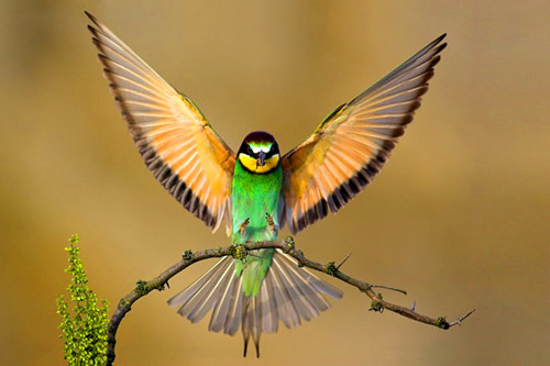 animal photography beautiful birds 30 Beautiful Examples of Animal
 Photography