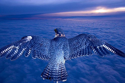 animal photography bird flying 30 Beautiful Examples of Animal 
Photography