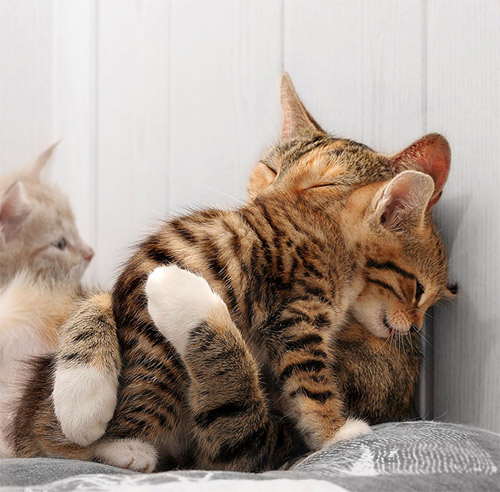 animal photography cat family 30 Beautiful Examples of Animal<br /> Photography