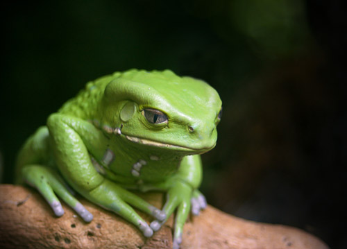 animal photography frog 30 Beautiful Examples of Animal 
Photography
