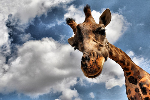 animal photography giraffe 30 Beautiful Examples of Animal 
Photography