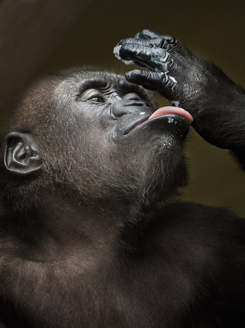 animal photography gorilla 30 Beautiful Examples of Animal 
Photography