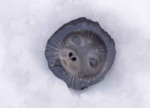 animal photography seal 30 Beautiful Examples of Animal 
Photography