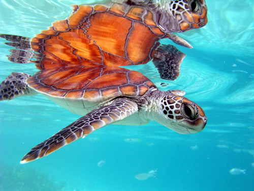 animal photography turtle 30 Beautiful Examples of Animal Photography