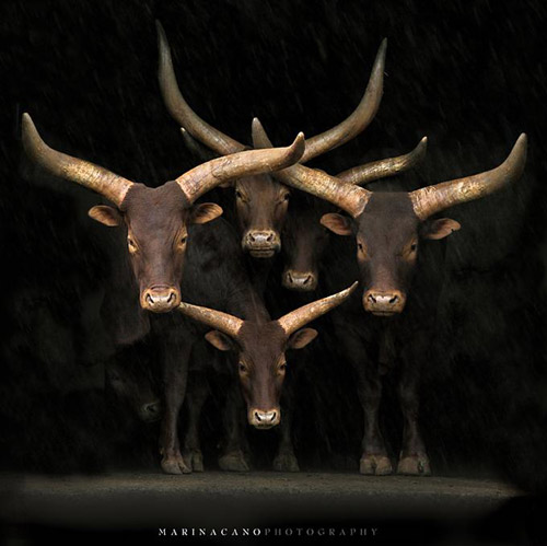 annimal photography bull 30 Beautiful Examples of Animal 
Photography