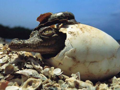 baby american crocodile 30 Beautiful Examples of Animal<br /> Photography