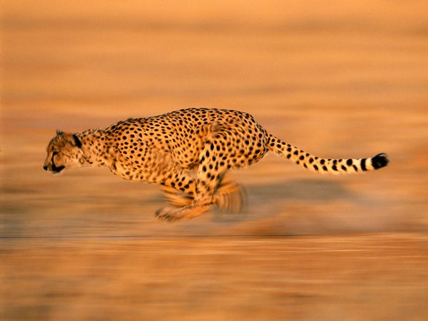 cheetah run 494 600x450 30 Beautiful Examples of Animal 
Photography