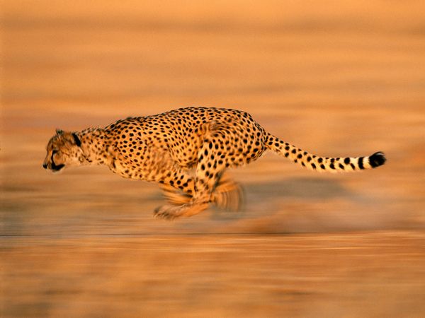 cheetah run 494 600x450 30 Beautiful Examples of Animal<br /> Photography