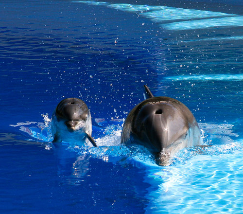 dolphine animal photography 30 Beautiful Examples of Animal<br /> Photography