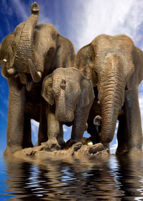 elephant wildlife photography 30 Beautiful Examples of Animal<br /> Photography