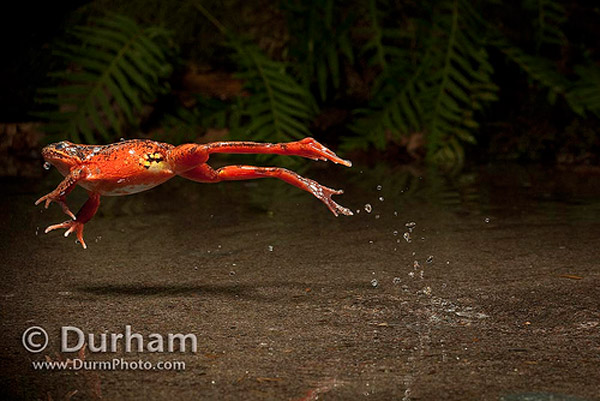 frog leap 30 Impressive Examples of High Speed Photography