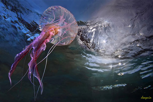 jellyfish animal photography 30 Beautiful Examples of Animal 
Photography