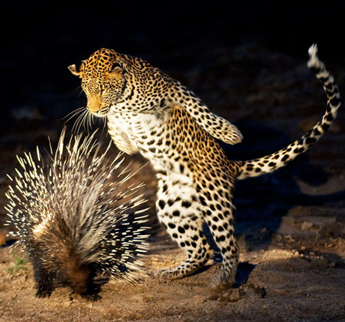 leopard porcupine animal photography 30 Beautiful Examples of 
Animal Photography