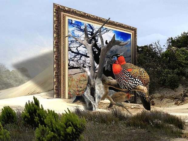 out of bound picture bird 42 Outstanding Out of Bounds Photos 