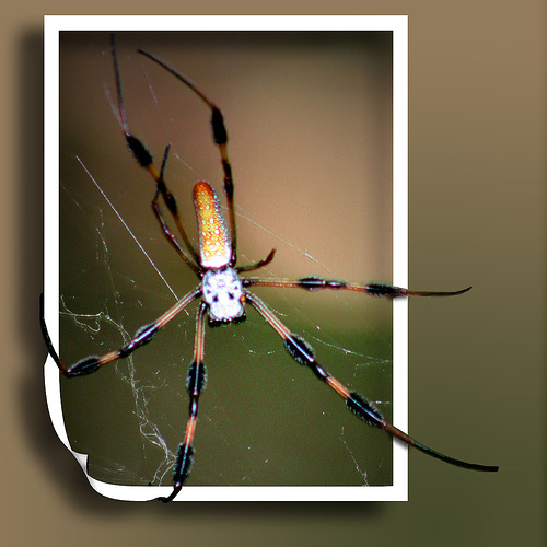 out of fram Itsy bitsy 42 Outstanding Out of Bounds Photos 