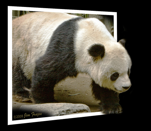 out of frame panda 42 Outstanding Out of Bounds Photos 