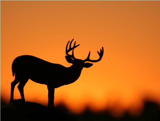 outline_Photography_8 outline Photography 8 Truly Amazing Examples of Silhouette Photography