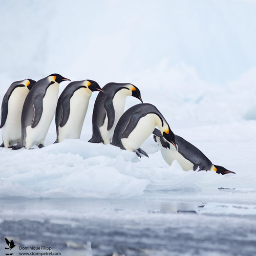 penguin animal phoography 30 Beautiful Examples of Animal 
Photography