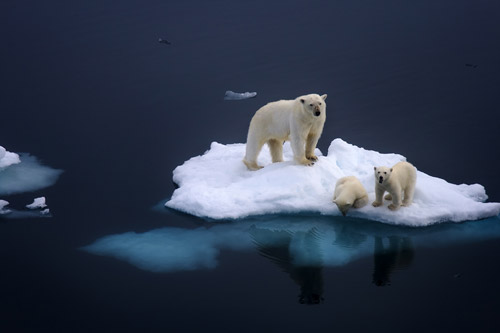 polar bears animal photography 30 Beautiful Examples of Animal Photography