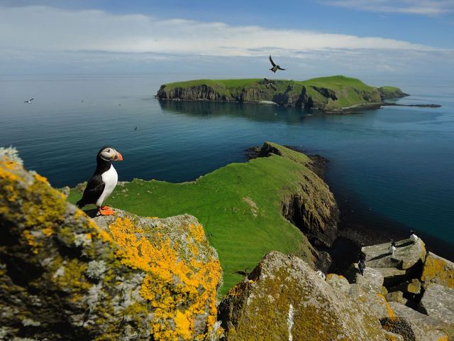 puffin shiant islands 13142 990x742 30 Beautiful Examples of<br /> Animal Photography