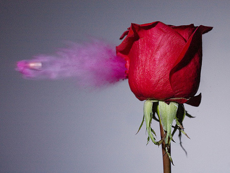 speed photography 25 30 Impressive Examples of High Speed Photography