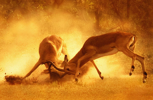 stag fight animal photography 30 Beautiful Examples of Animal<br /> Photography